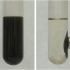 Colloidal dispersion of magnetic nanoparticles without (left) and with (right) application of a magnet.