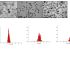 Iron oxide magnetic nanoparticles of controlled sizes.