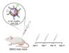 Los investigadores dan en la diana: transportan microRNAs contra la Distrofia Muscular hasta las células madre musculares utilizando nanopartículas